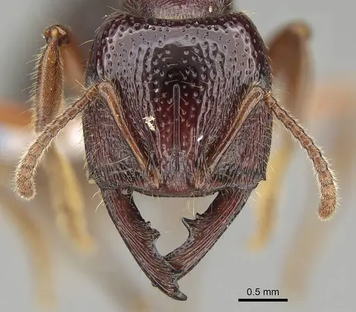 Amblyopone australis - CASENT0746790