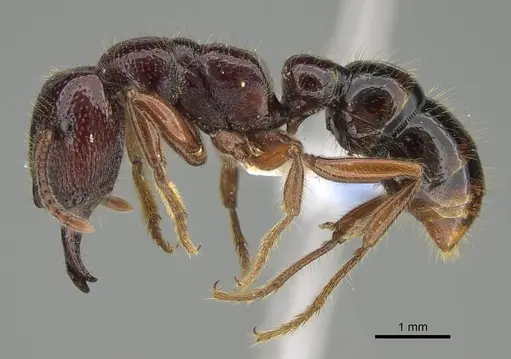 Amblyopone australis - CASENT0746790