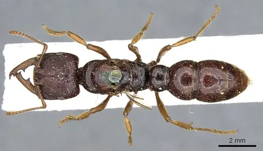 Amblyopone australis - CASENT0902632