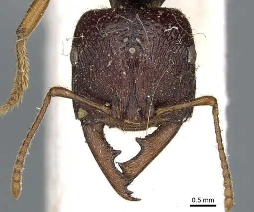 Amblyopone australis - CASENT0902632