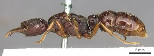 Amblyopone australis - CASENT0902632