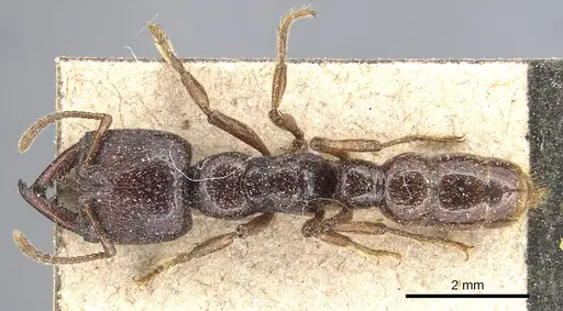 Amblyopone australis - CASENT0903793