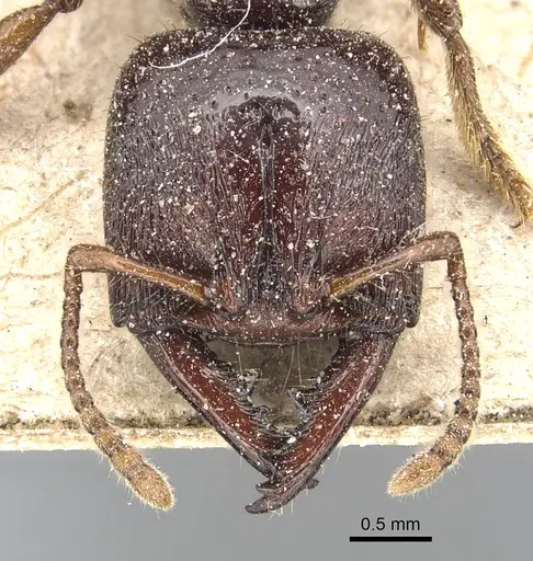 Amblyopone australis - CASENT0903793