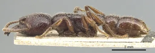 Amblyopone australis - CASENT0903793