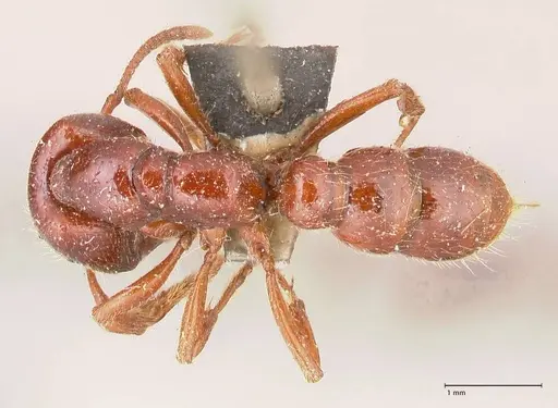 Amblyopone australis - FOCOL0832