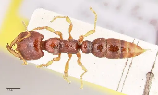 Amblyopone australis - FOCOL0833