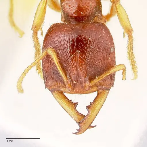 Amblyopone australis - FOCOL0833