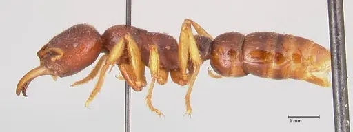 Amblyopone australis - FOCOL0833