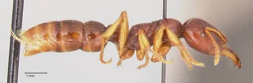 Amblyopone australis - FOCOL0833