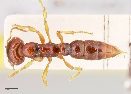 Amblyopone australis - FOCOL0834