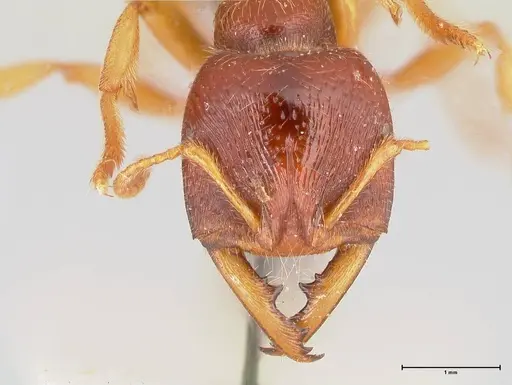 Amblyopone australis - FOCOL0834