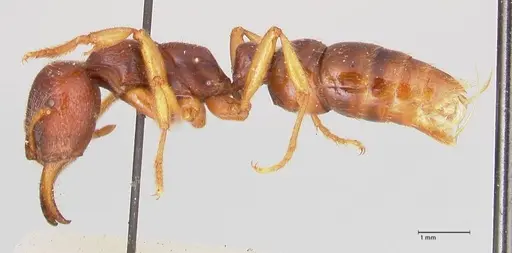 Amblyopone australis - FOCOL0834