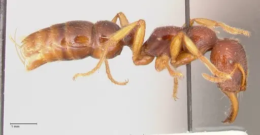 Amblyopone australis - FOCOL0834