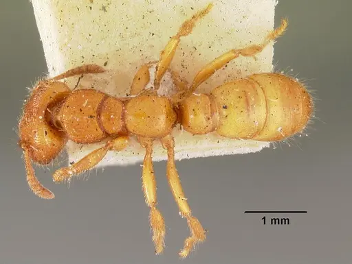 Amblyopone clarki specimen