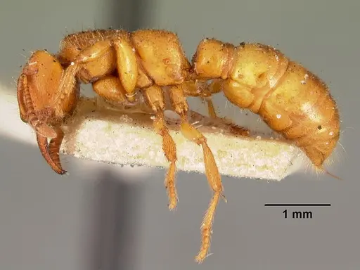 Amblyopone clarki specimen