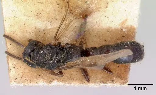 Amblyopone clarki - CASENT0172189