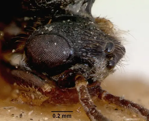 Amblyopone clarki - CASENT0172189