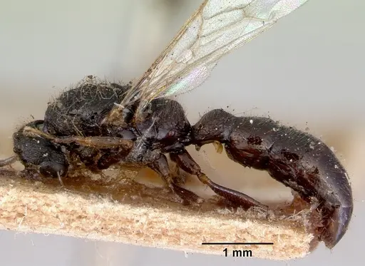 Amblyopone clarki - CASENT0172189