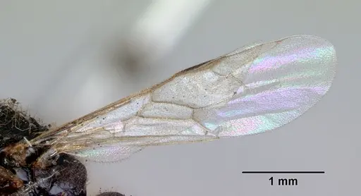 Amblyopone clarki - CASENT0172189