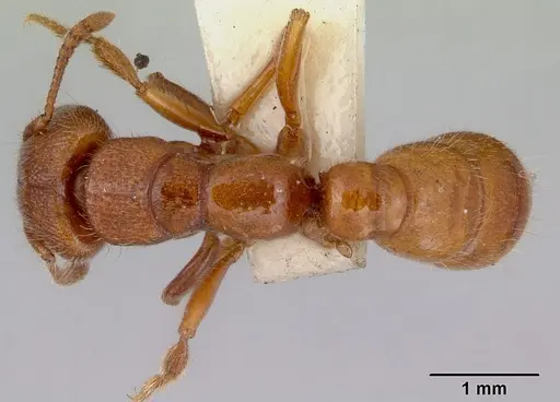 Amblyopone clarki - CASENT0172190