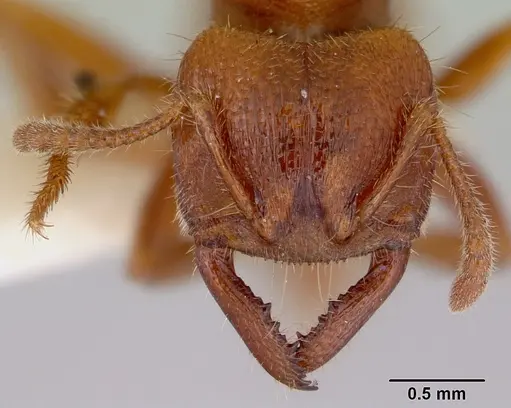 Amblyopone clarki - CASENT0172190