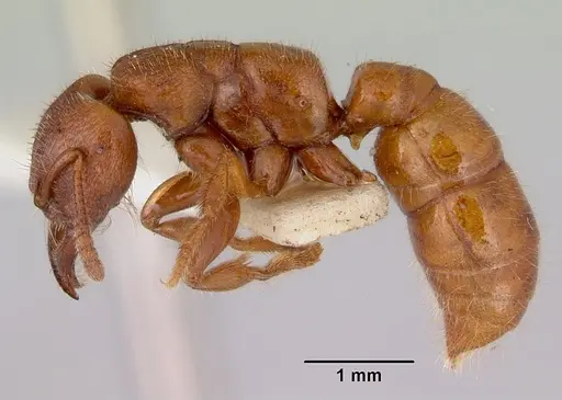 Amblyopone clarki - CASENT0172190