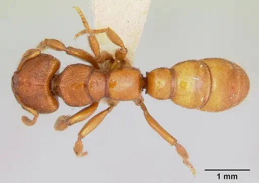 Amblyopone clarki - CASENT0172816