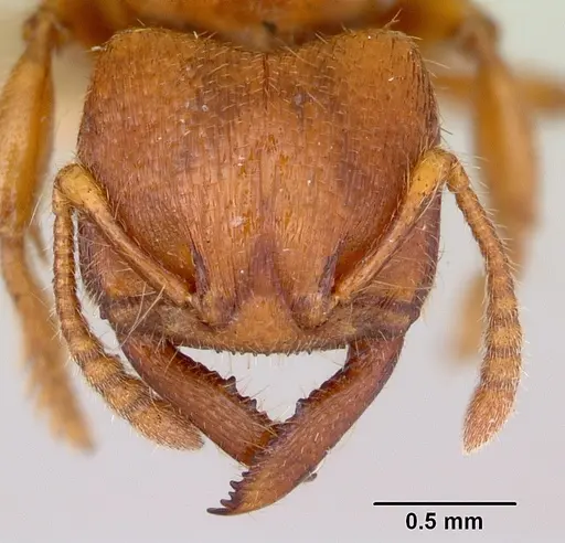 Amblyopone clarki - CASENT0172816