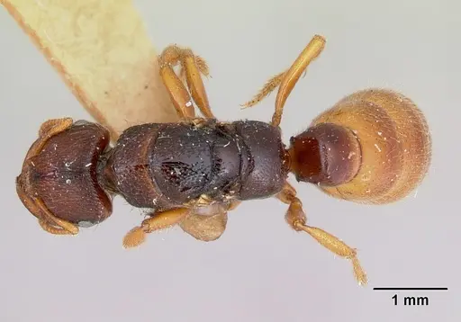 Amblyopone clarki - CASENT0172817