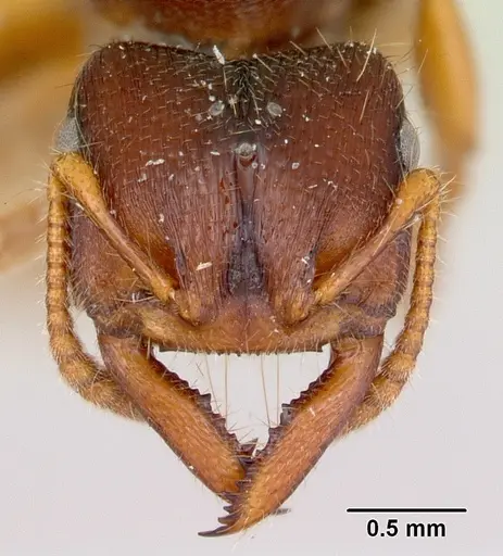 Amblyopone clarki - CASENT0172817