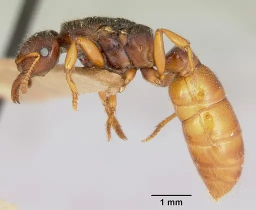 Amblyopone clarki - CASENT0172817