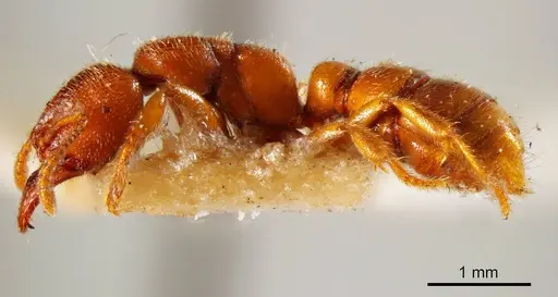 Amblyopone ferruginea specimen