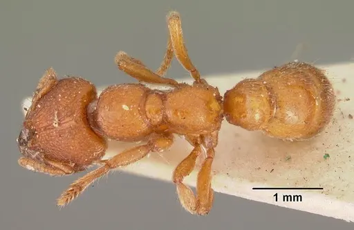 Amblyopone ferruginea - CASENT0102191