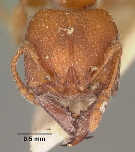 Amblyopone ferruginea - CASENT0102191