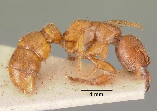 Amblyopone ferruginea - CASENT0102191