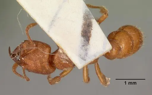 Amblyopone ferruginea - CASENT0102192