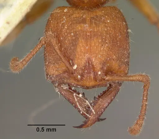 Amblyopone ferruginea - CASENT0102192