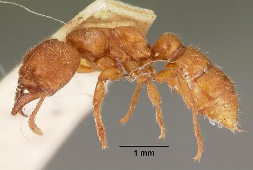 Amblyopone ferruginea - CASENT0102192