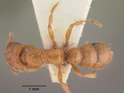 Amblyopone ferruginea - CASENT0102522