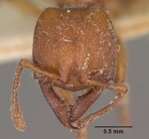 Amblyopone ferruginea - CASENT0102522