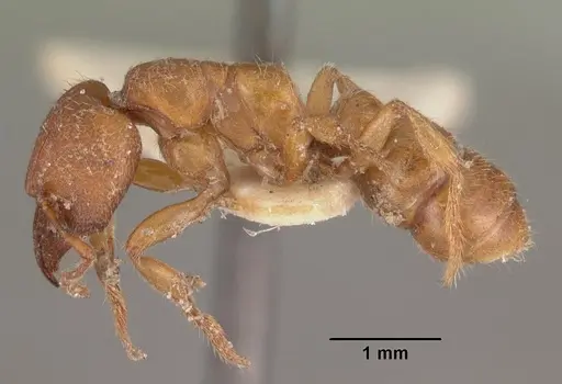 Amblyopone ferruginea - CASENT0102522