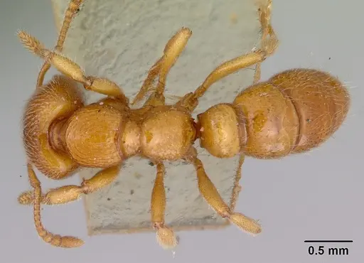 Amblyopone ferruginea - CASENT0172197