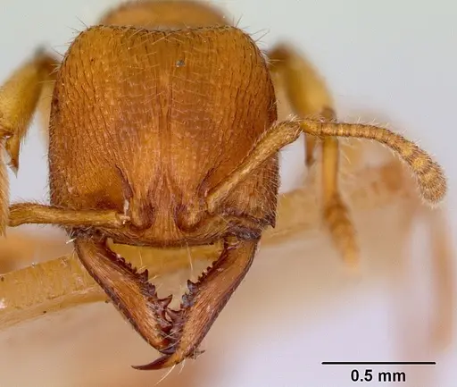 Amblyopone ferruginea - CASENT0172197