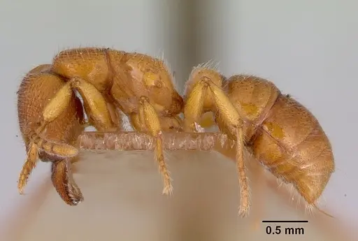 Amblyopone ferruginea - CASENT0172197