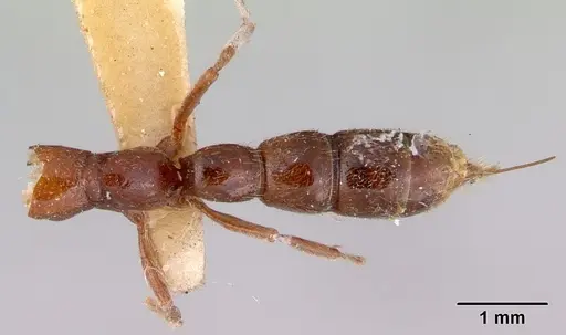 Amblyopone gingivalis specimen