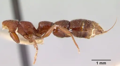 Amblyopone gingivalis specimen