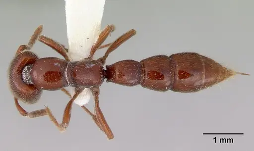 Amblyopone gingivalis - CASENT0172202