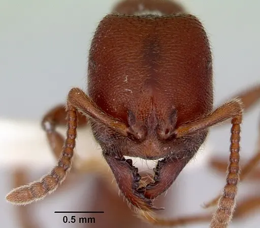 Amblyopone gingivalis - CASENT0172202