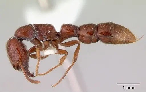 Amblyopone gingivalis - CASENT0172202