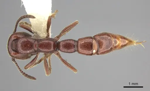 Amblyopone gingivalis - CASENT0260446